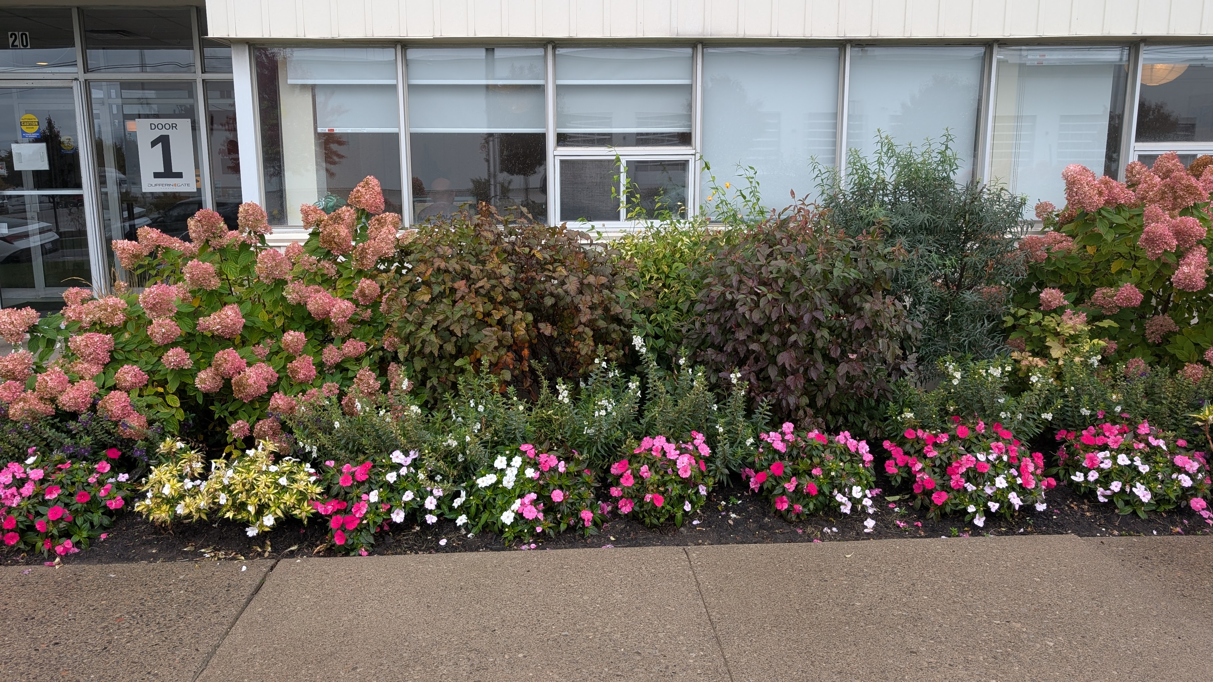 After: lush hydrangea and impatiens border