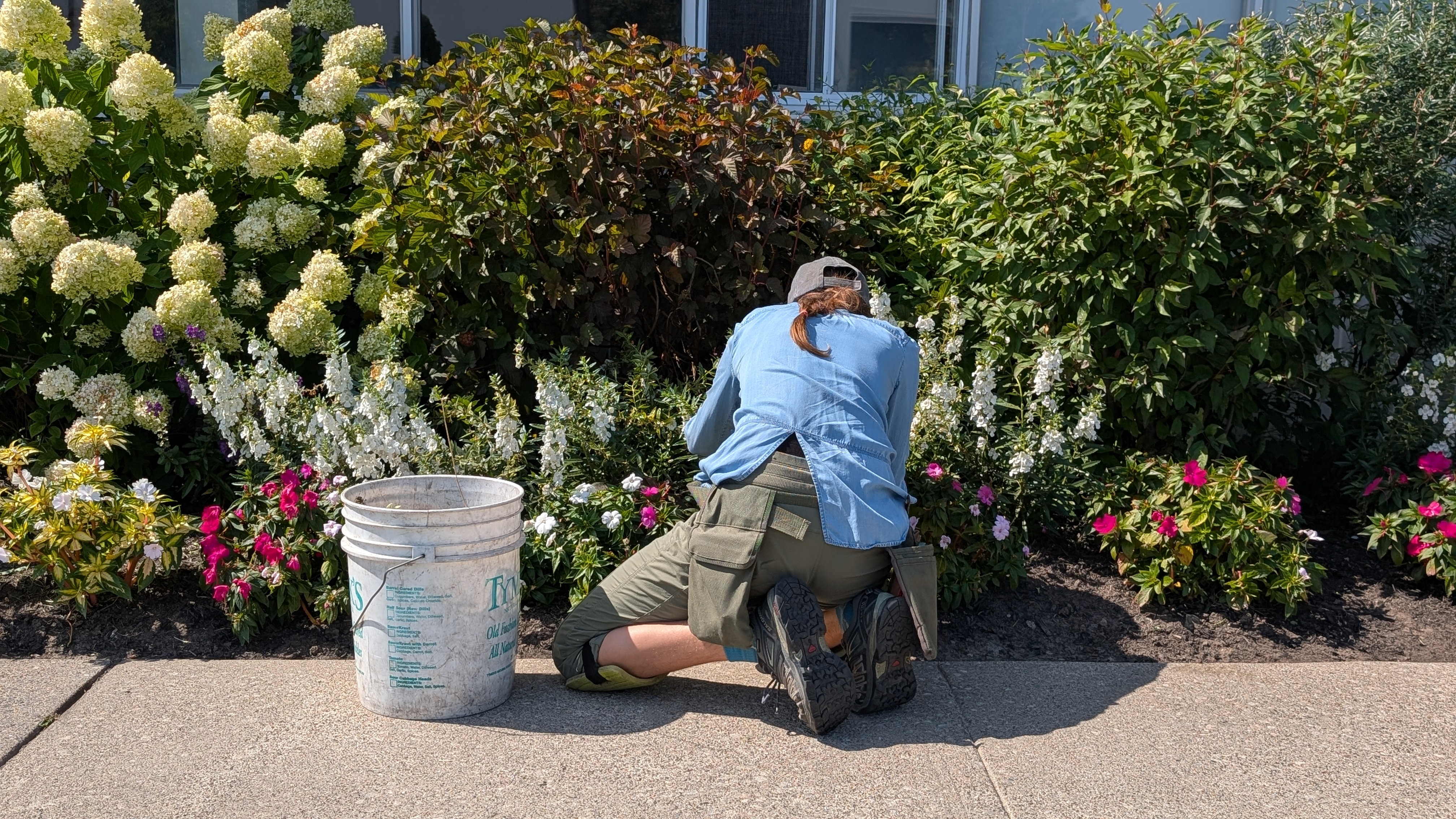 Simone Byrne tending commercial garden border with hydrangeas Toronto